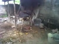 Beastiality movie on a small farm